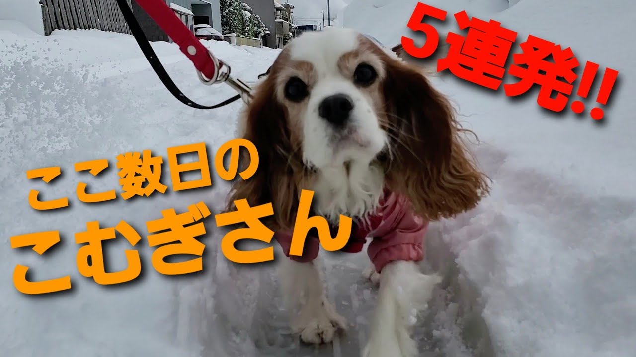ここ数日でちょこちょこ撮影した可愛いこむぎさんを集めた5連発動画！