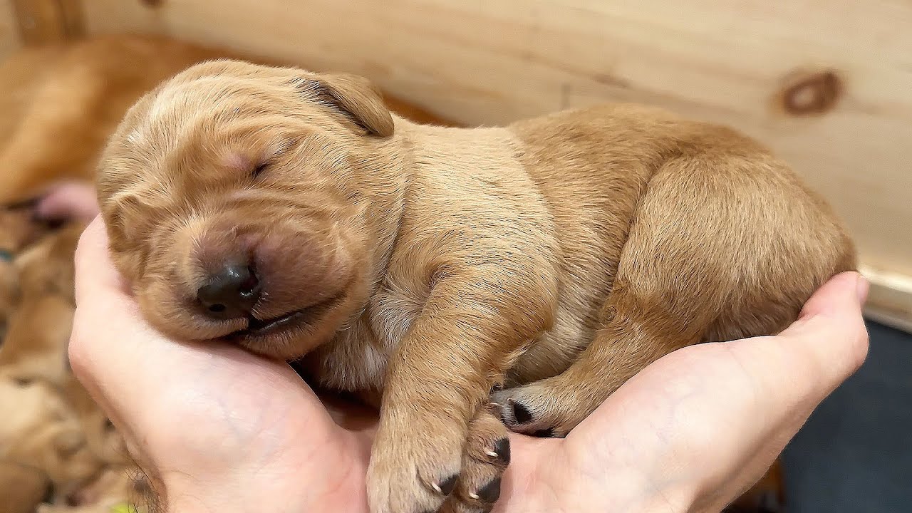 My ELEVEN Golden Retriever Puppies Turn 1-Week Old!