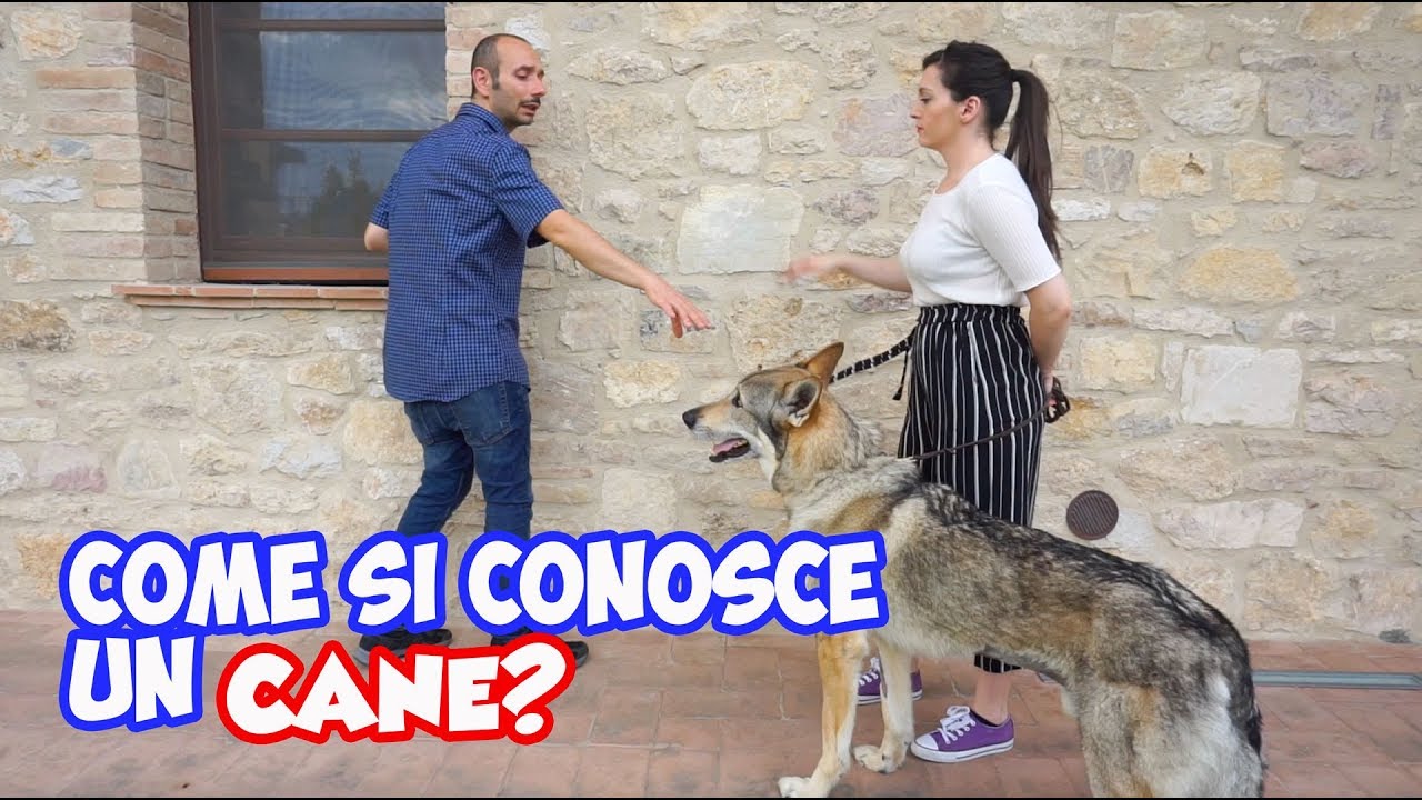COME SI CONOSCE UN CANE?