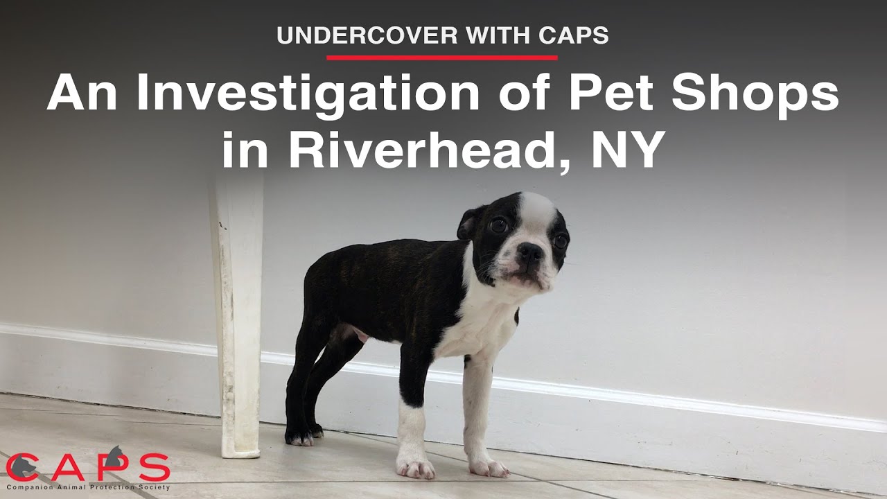 Undercover with CAPS: An Investigation of Pet Shops in Riverhead, NY