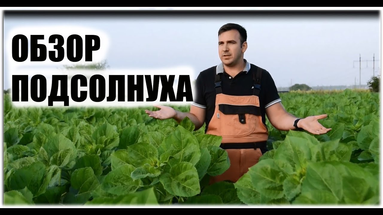 Не верится.Поздний посев лучше? No-till vs классика. Подсолнечник