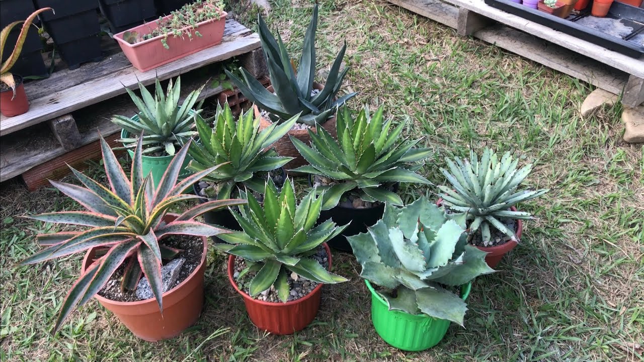 10 AGAVES PARA SOL DIRECTO CON NOMBRE