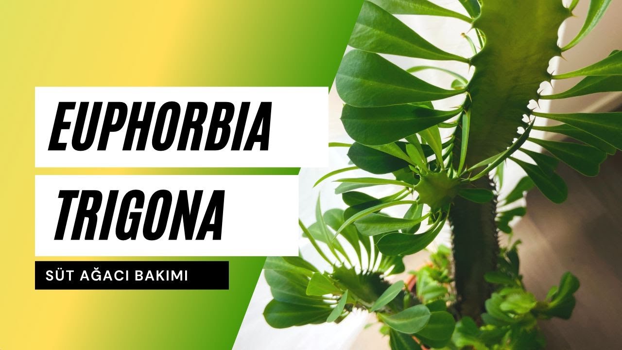 Euphorbia trigona - Süt Ağacı Bakımı 🪴 Ev Yeşili