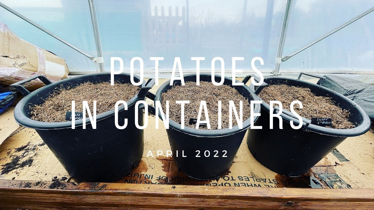 How to Grow Potatoes in Pots | First Early Potatoes | 30 Litre Pots for Potatoes