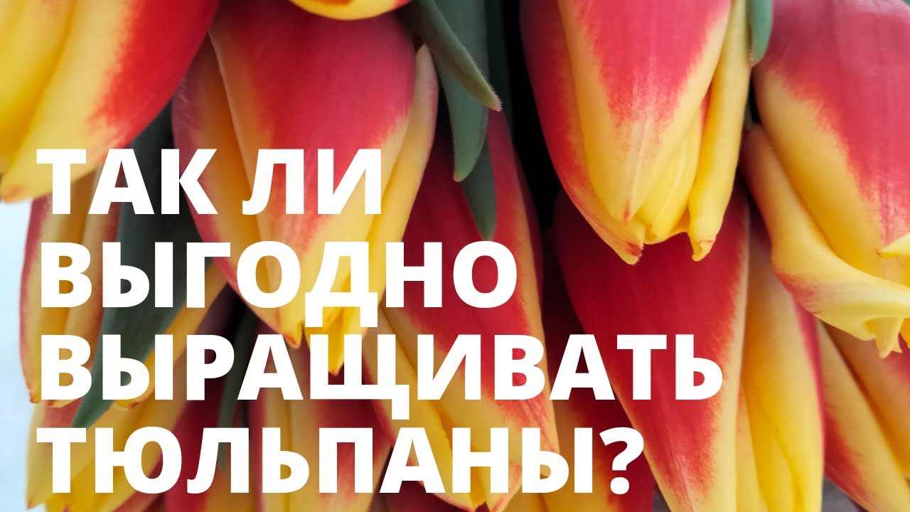 Насколько выгодно выращивать тюльпаны