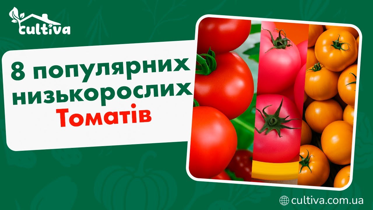 8 найпопурніших гібридів низькорослого томата - Cultiva