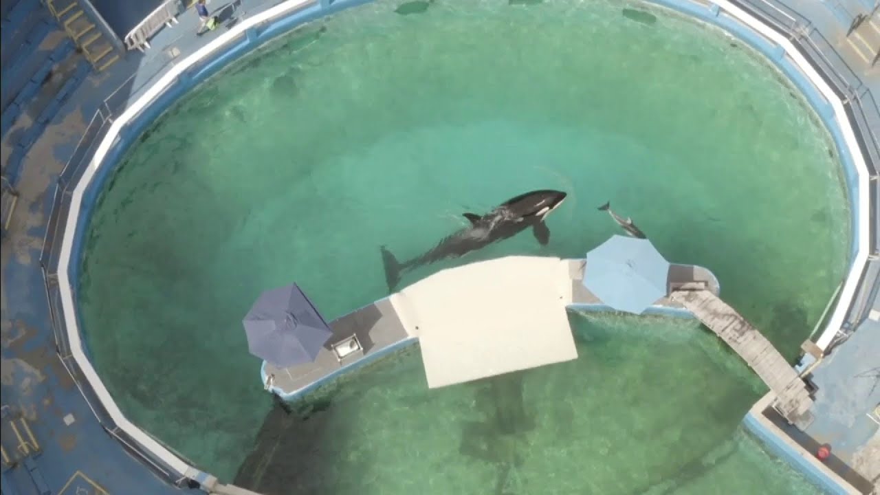 Is Miami Seaquarium's beloved Lolita now on 24-hour watch because of health decline?