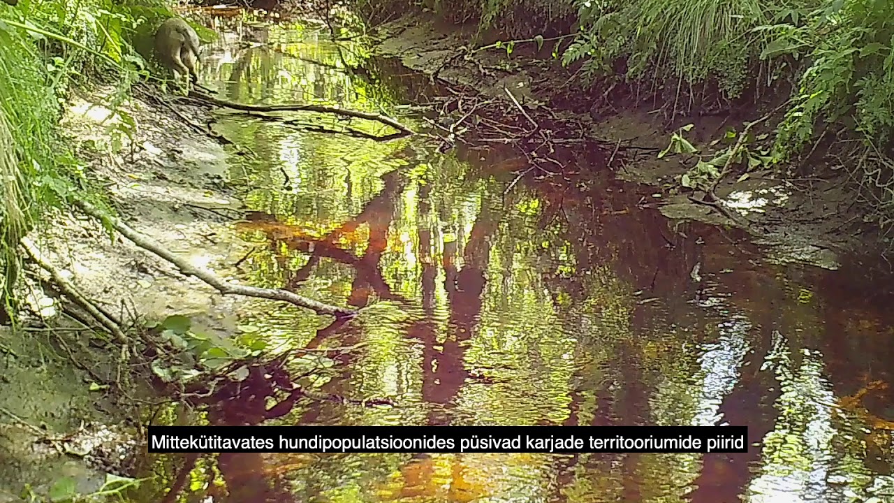 Hundi lood. Territoorium