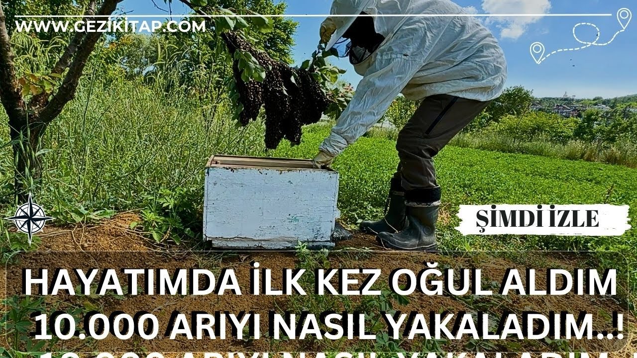 HAYATIMDA İLK KEZ OĞUL ALDIM. 10.000 ARIYI NASIL YAKALADIM ? / Talha Uğurluel