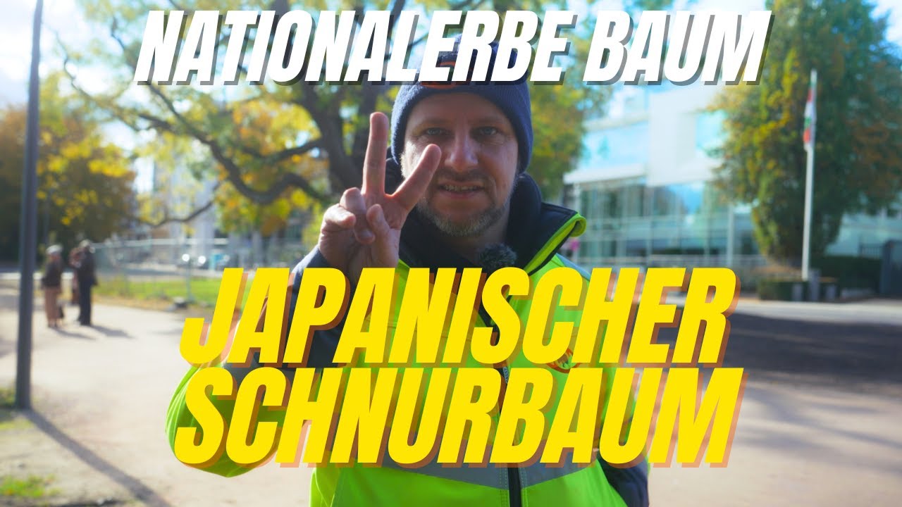Nationalerbe Baum. Der Japanische Schnurbaum im Alsterpark