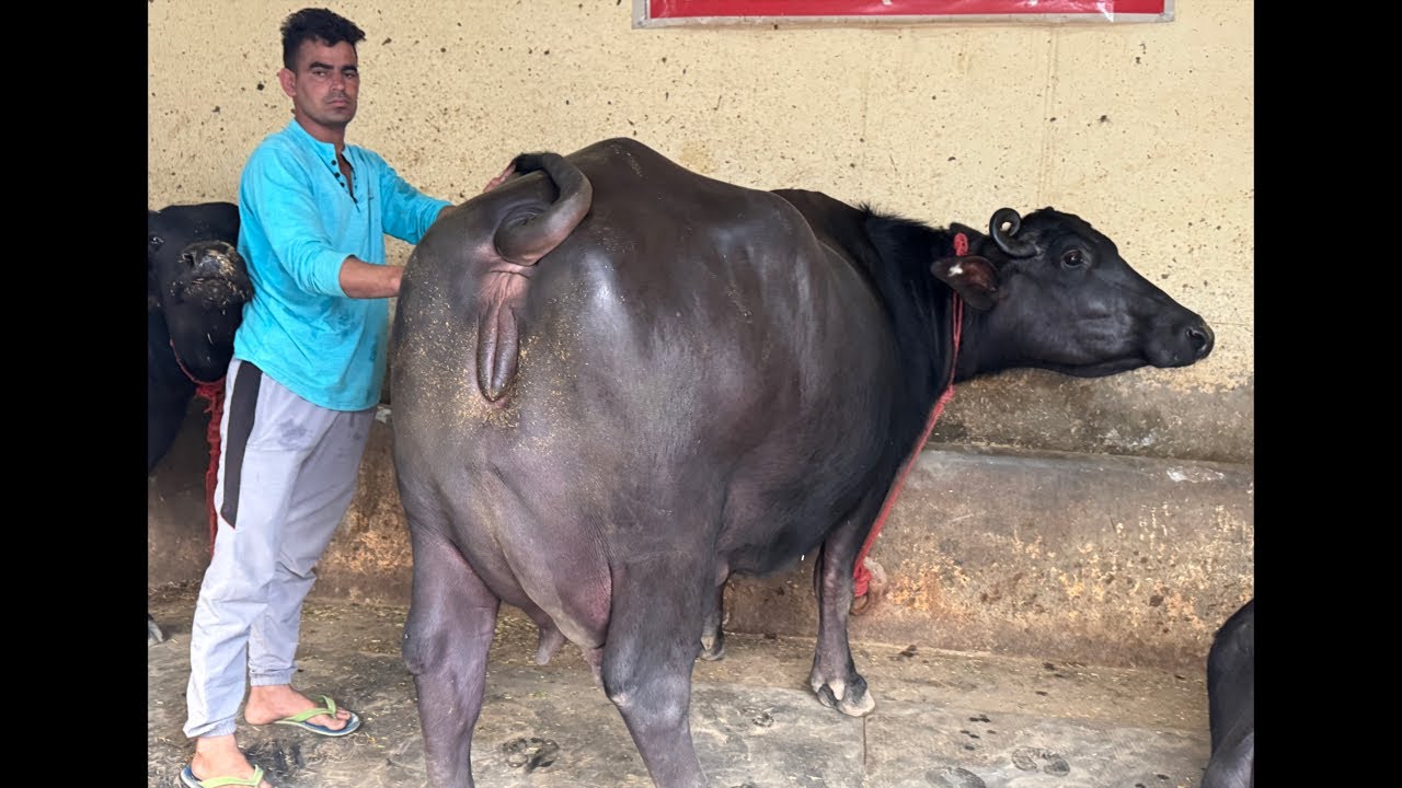 Live 1st Milking || Daughter of Sulfador || Village-Belarkha 📱70156 44101