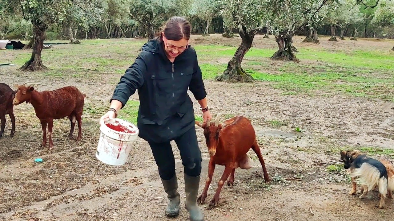 Vaya panorama tenemos con la ganadería caprina