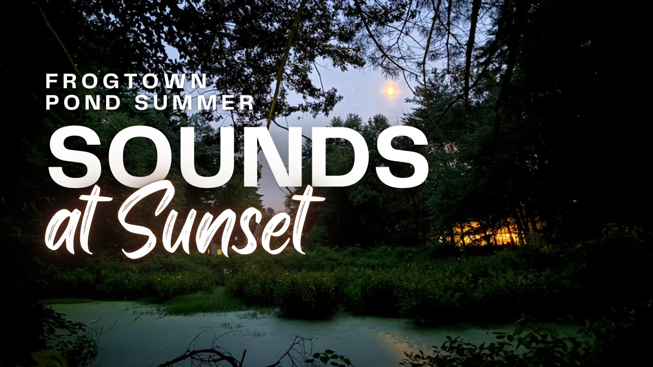 Listen to the Pond at Sunset (Crickets, katydids, northern green frogs)