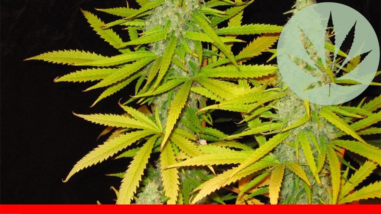 Great White Shark - All About This Strain