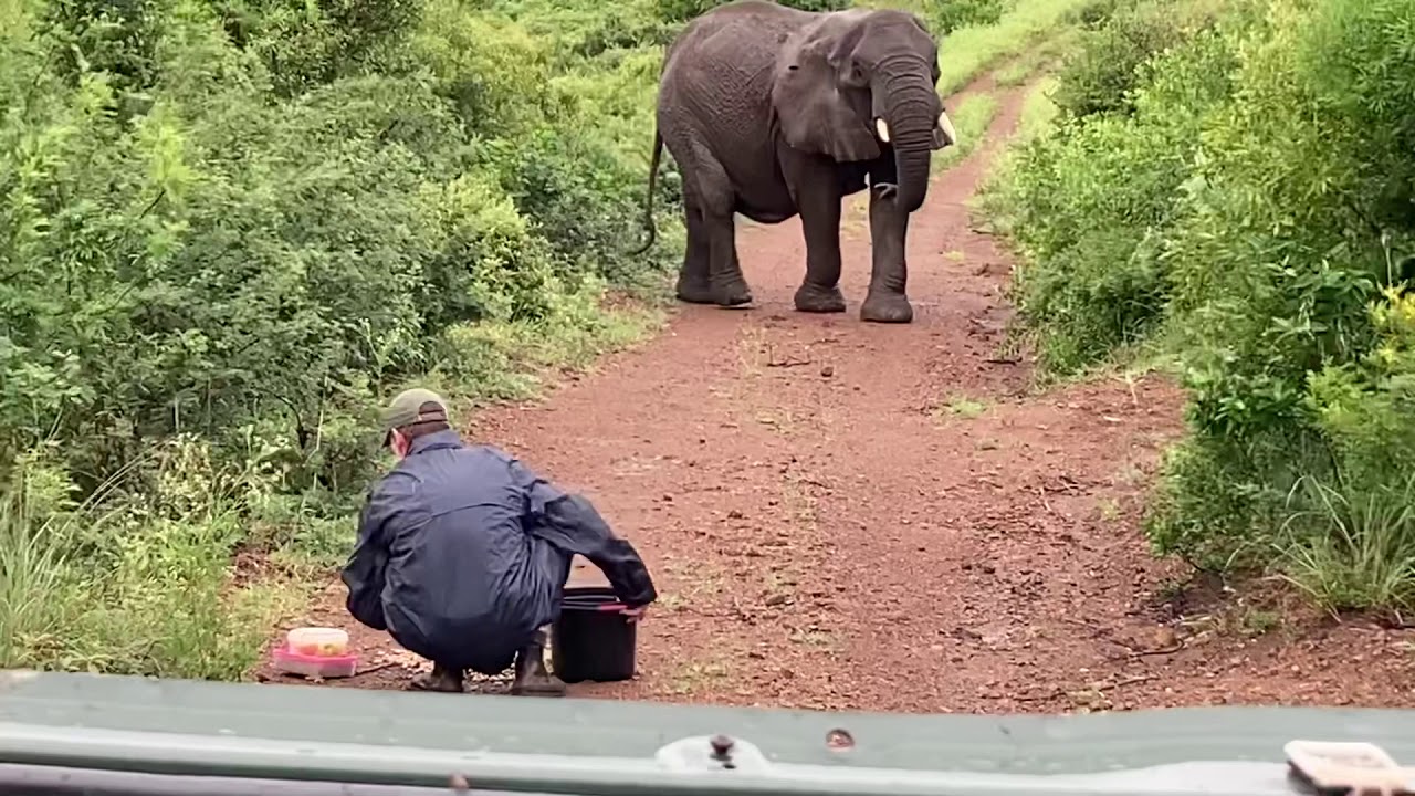 UPDATE ON OUR MATRIARCH FRANKIE 1st of Jan 2021