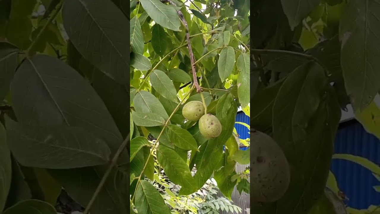 harvesting walnuts / walnut tree loaded with fruit #walnut #walnuttree #akhrot #shorts