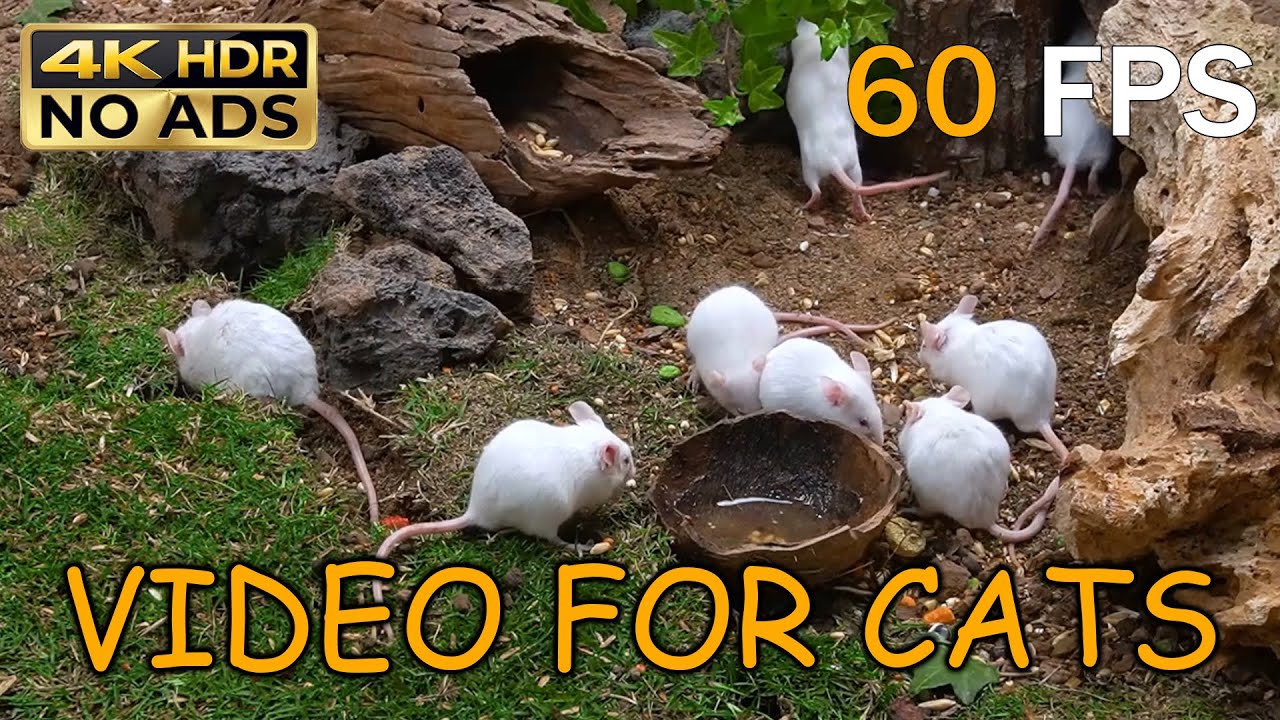[NO ADS, NO AI] CAT TV for Cats to Watch 😺 🐭 Tiny White Mice Gathering Around Bowl | 4K HDR 60FPS