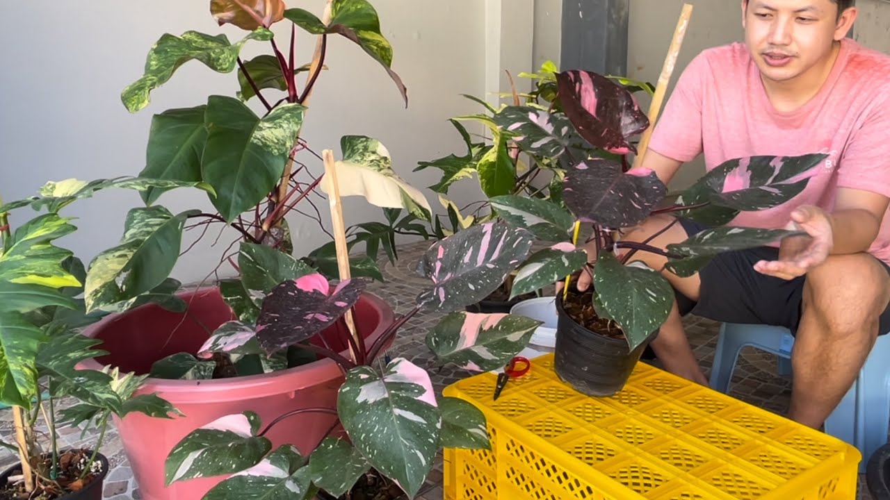 วิธีขยายพันธุ์ philodendron pink princess marble king