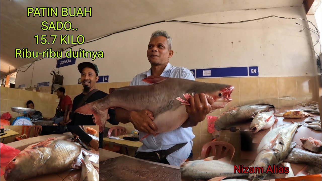 PATIN BUAH SADO 15.7 KILO,RIBU-RIBU HARGANYA