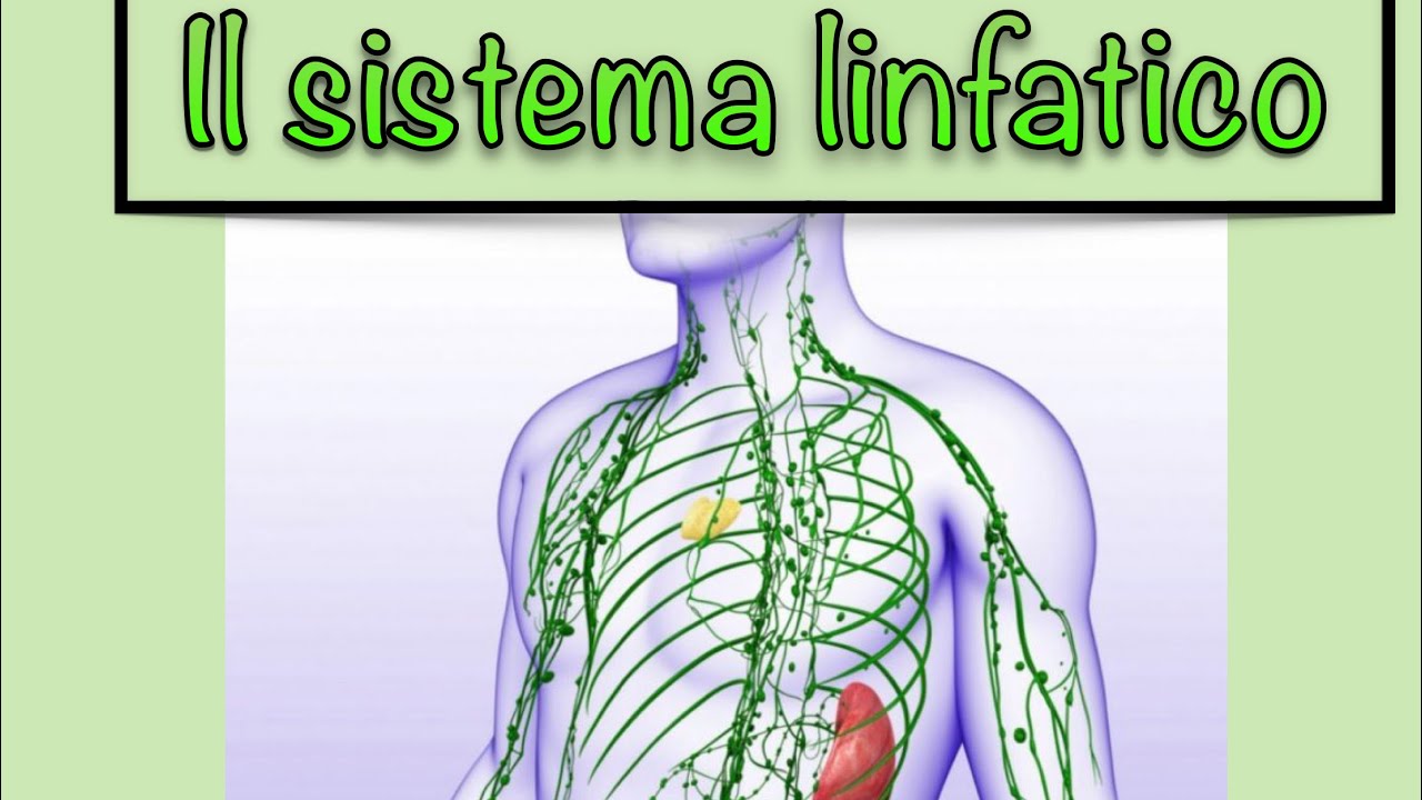 Il Sistema Linfatico In 15 Minuti!