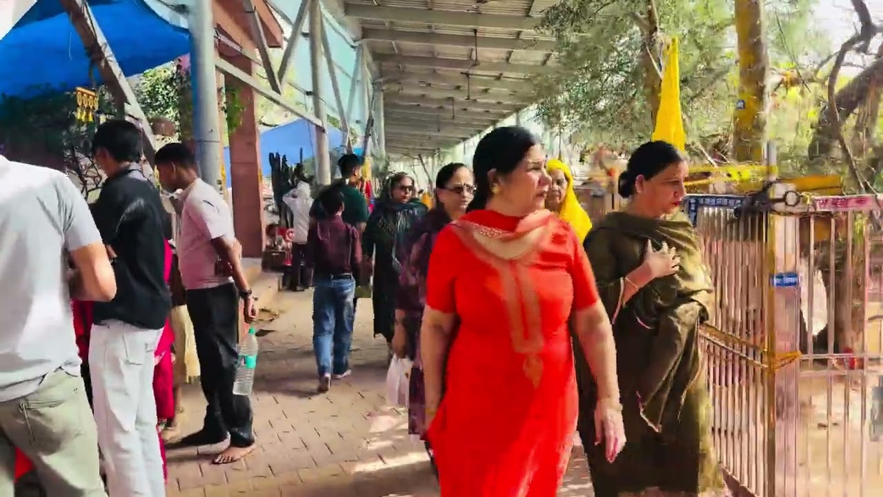 🌸आज द्वादशी पर श्री राधा रानी जी बड़ी परिक्रमा दर्शन राधे राधे 👏#barsana #radharani #parikrma 