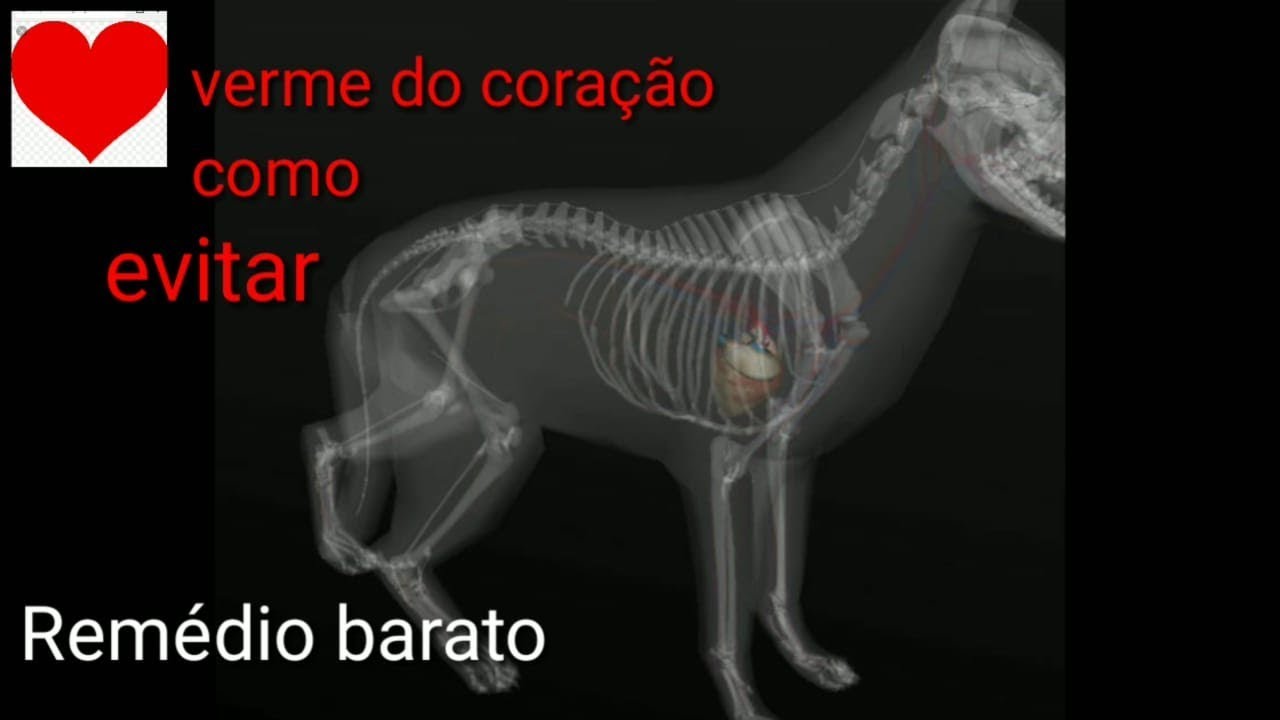 Remédio barato para verme do coração(dirofilariose) - Medicine