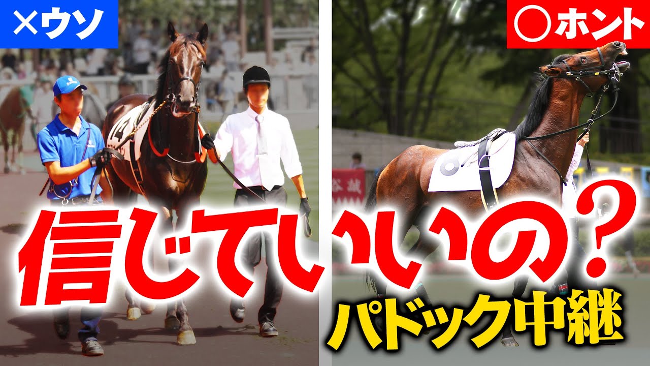【パドックの見方】これって本当？パドック解説でよく聞く５ポイントから「買える馬」を見極める！【競馬予想】