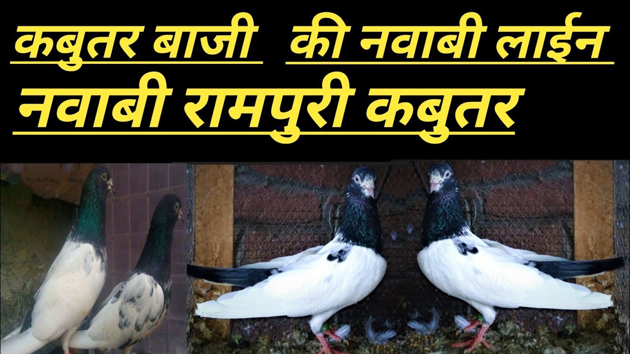 रामपुर के चंदाखानी कबूतर गोल्डन परिन्दे (21/2/26)