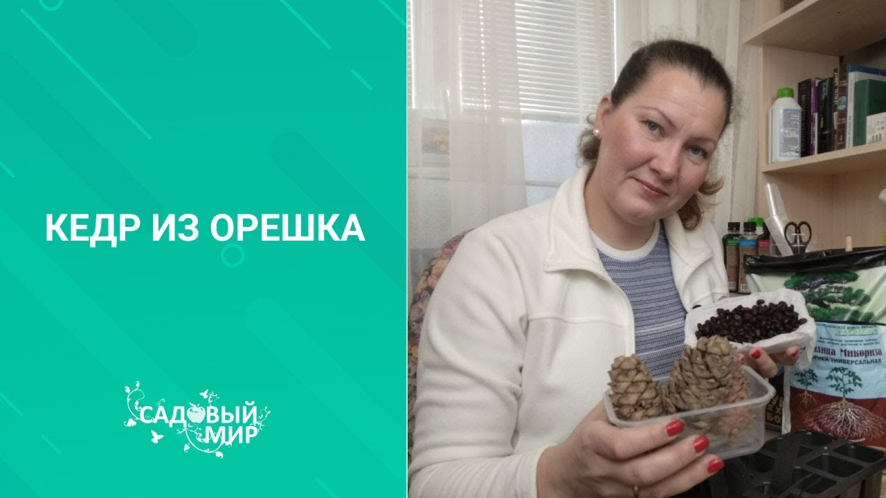 Как посадить на даче сибирский кедр. Выращивание кедра  из шишки и орешка  в домашних условиях.