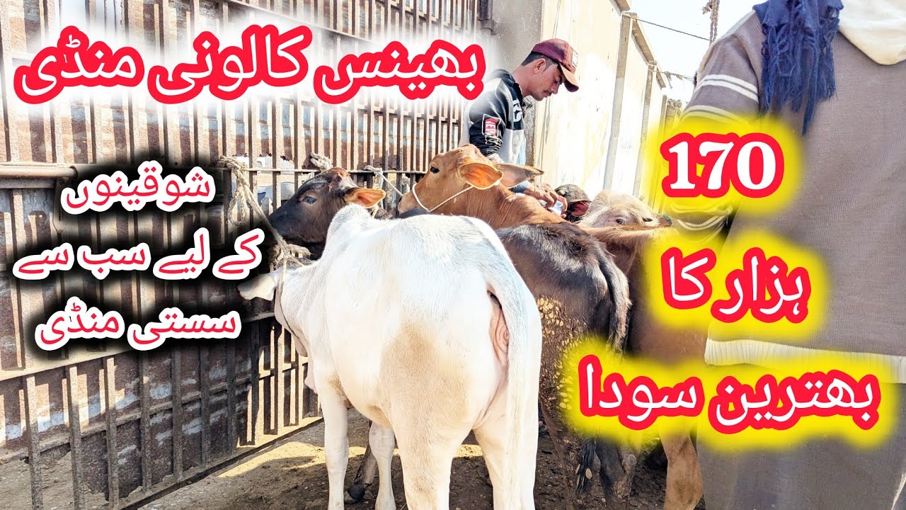 170K Ka Bhetreen Soda 🚨 Bhains Colony Mandi | Cow Mandi 2026 | Beopari Or Kharidar Dono Kush