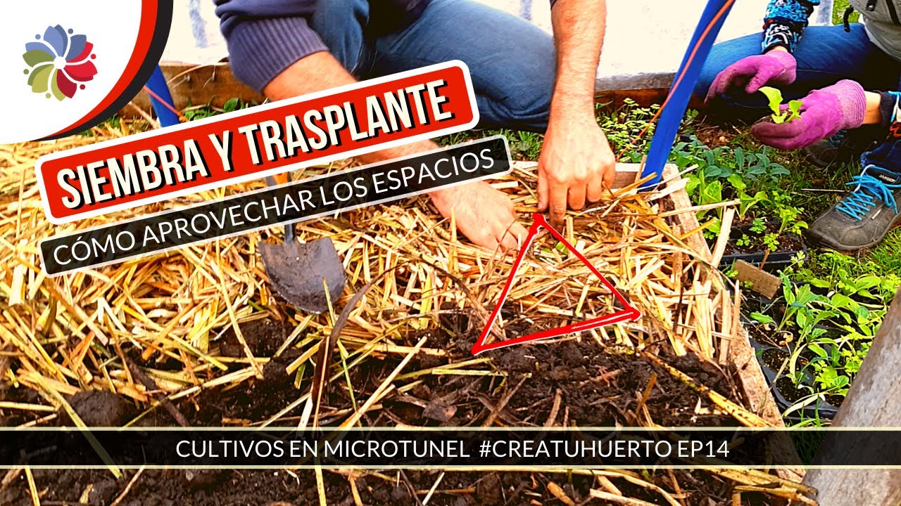 🥕 Siembra de Zanahoria y trasplantes en el #Microtunel - Aprovechando espacios. #CreaTuHuerto Ep14