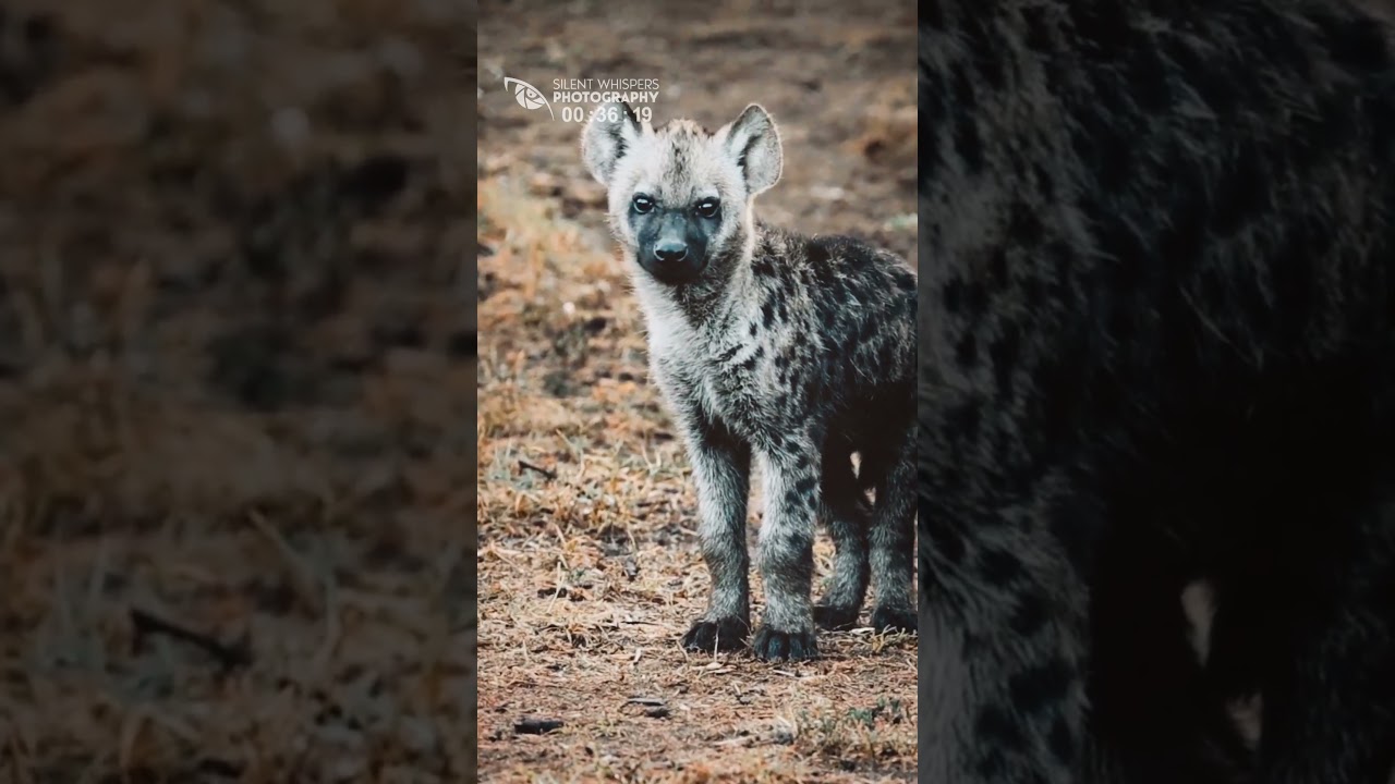 Adorable! Hyena Puppies Have Their Own Cuteness (Funny and Cute Animal Cubs)