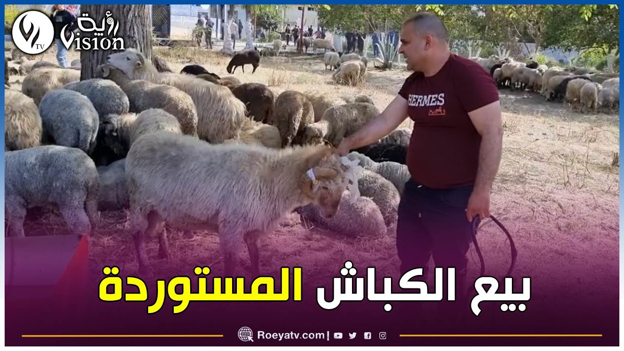 بجاية: انطلاق عملية بيع أضاحي العيد المستوردة وسط إقبال كبير للمواطنين