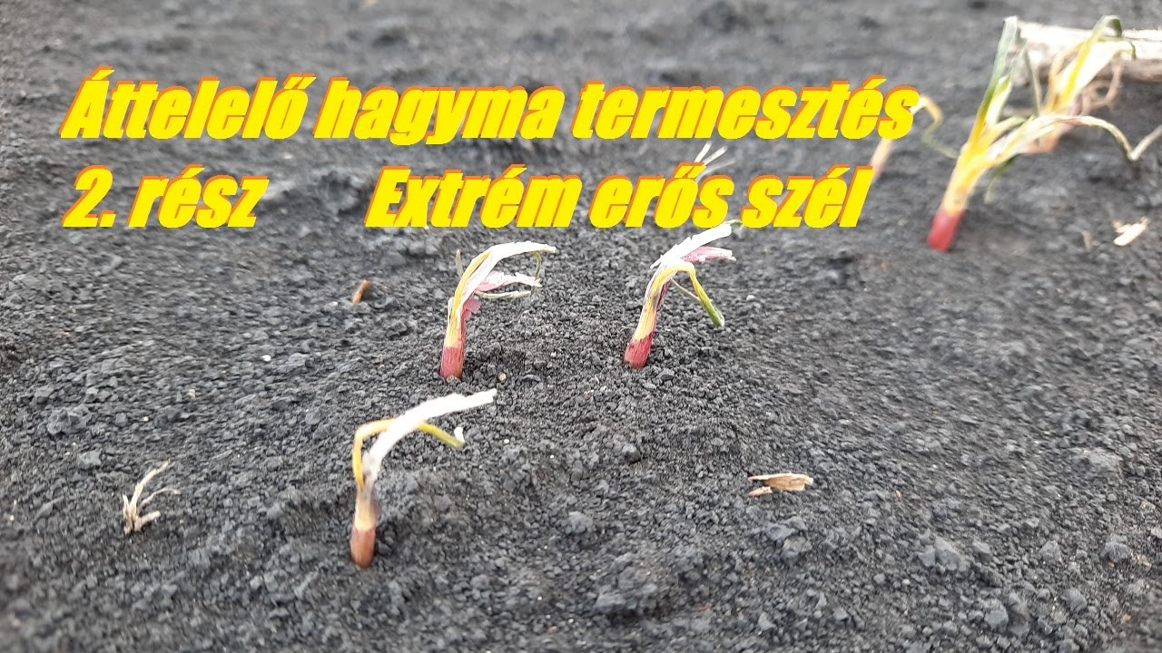 Áttelelő hagyma termesztés 2.rész - Extrém erős szél