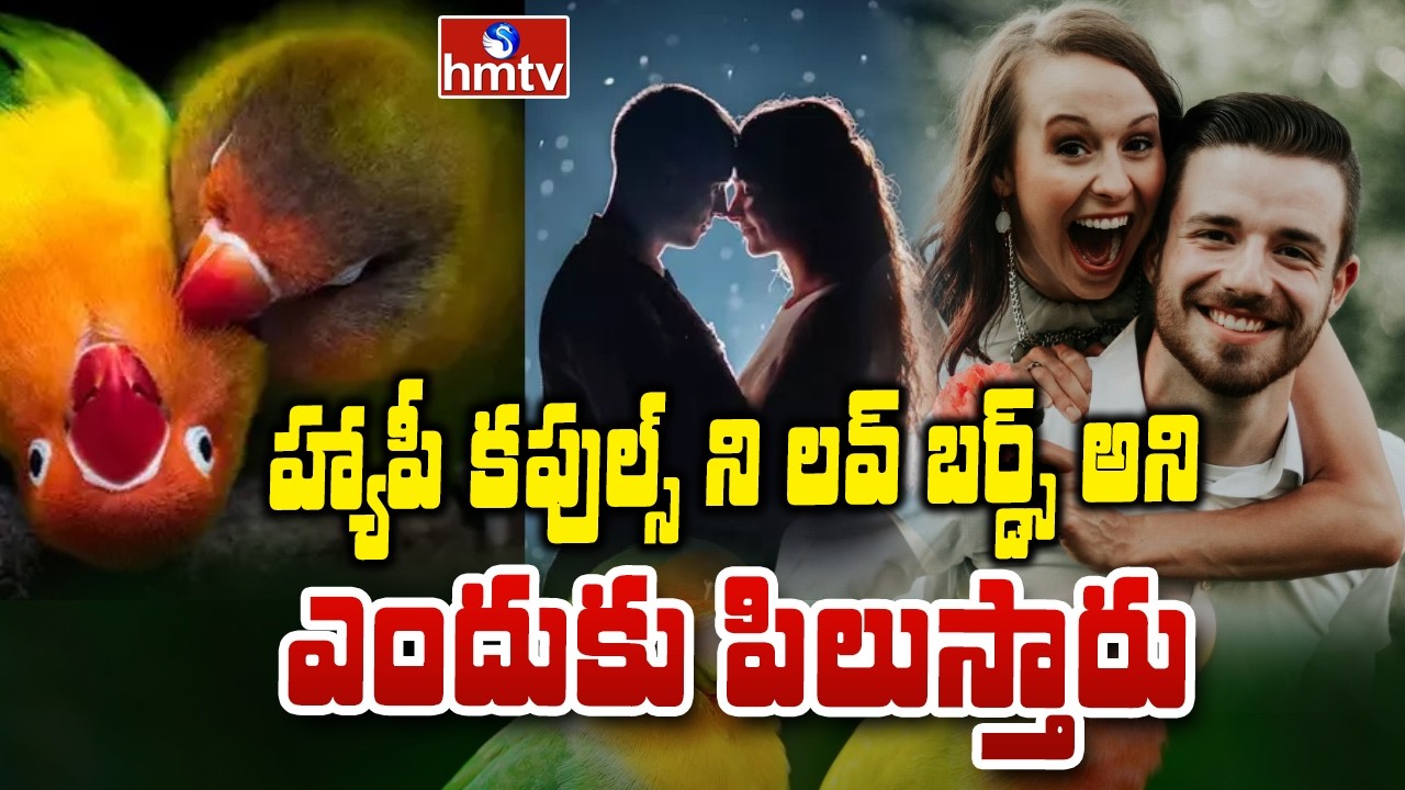 TO THE POINT : హ్యాపీ కపుల్స్ ని లవ్ బర్డ్స్ అని ఎందుకు పిలుస్తారు.. | hmtv