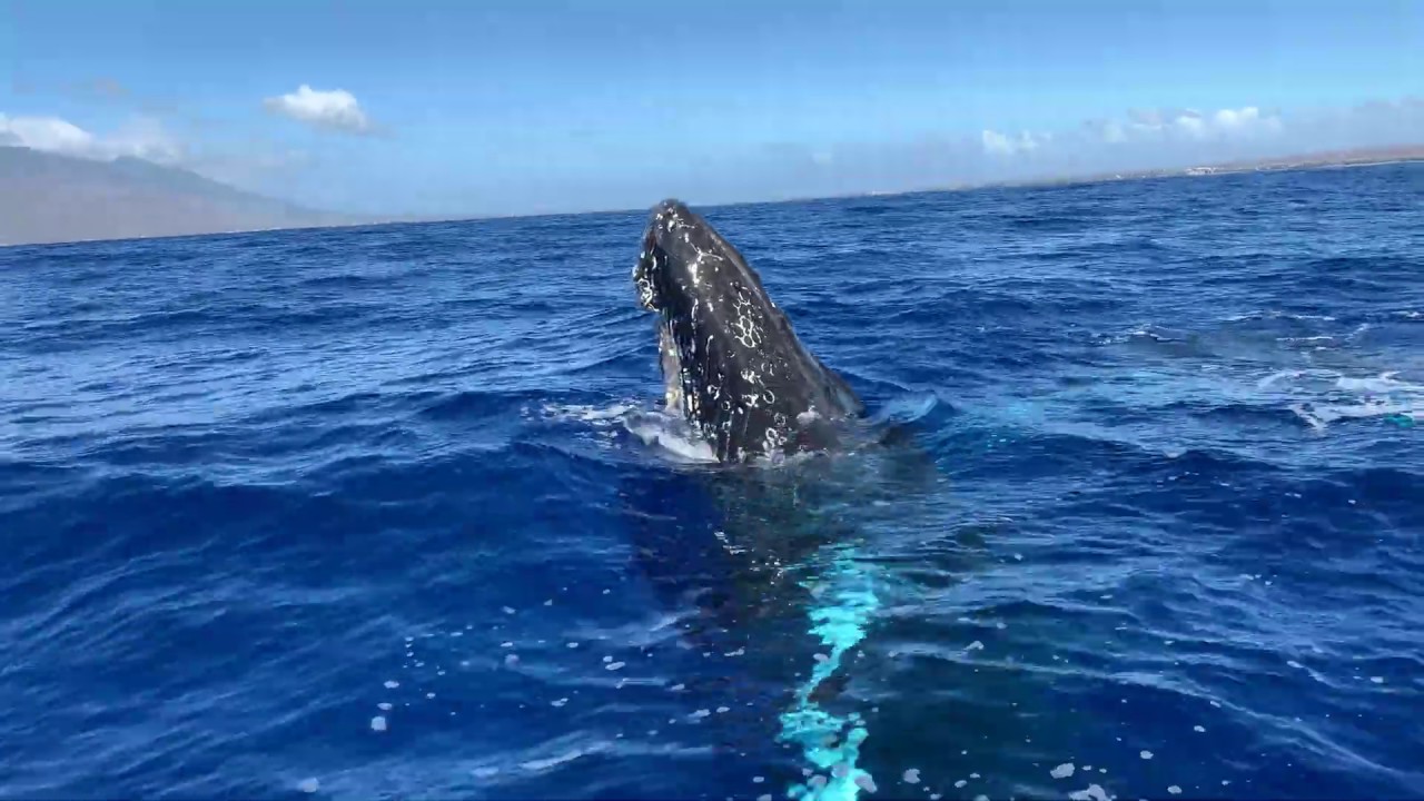 Amazing Close Encounter With Two Humpback Whales in Maui!