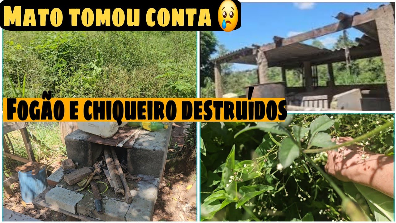 Sitio abandonado mato tomou conta é muito triste ver o sitio assim.