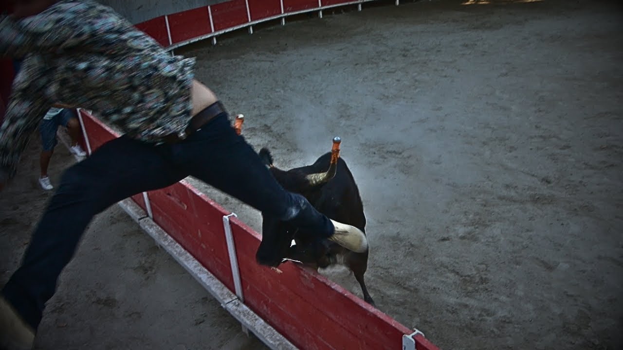 PALUDS DE NOVES COURSE DE VACHE 131415.08.23