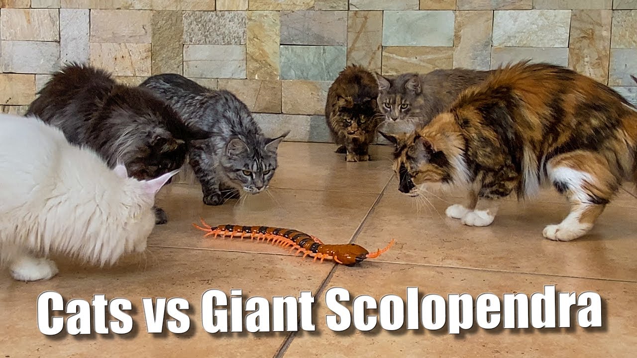 Cats vs Giant Scolopendra.