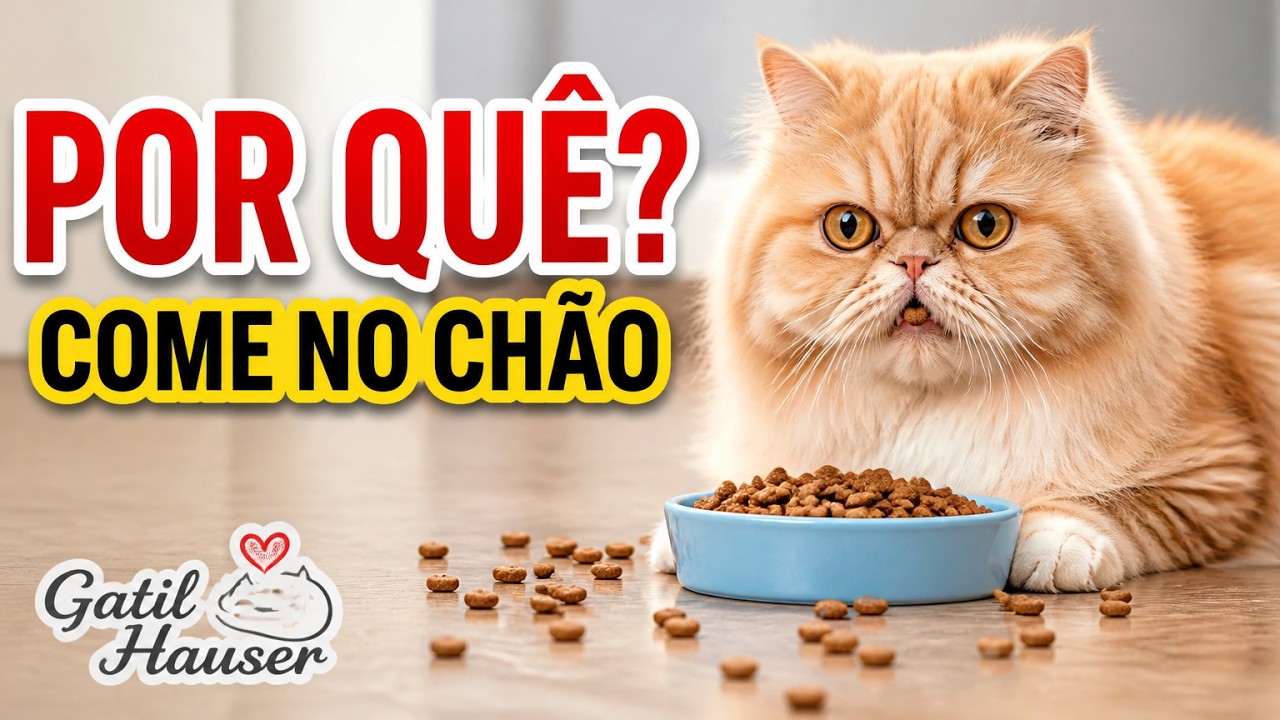 Por que o gato derruba ração no chão quando come? - Gatil Hauser