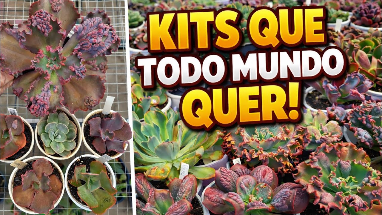 Kits Promocionais liberados!!! Não fique de fora! 🩷