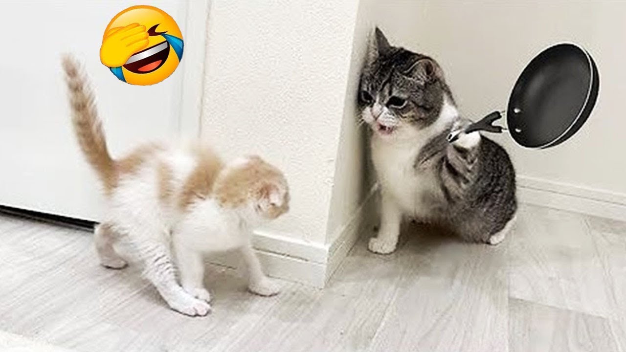 Try Not To Laugh 🤣 Funniest Dogs and Cats Clips 2025 😻🐶 Part 16