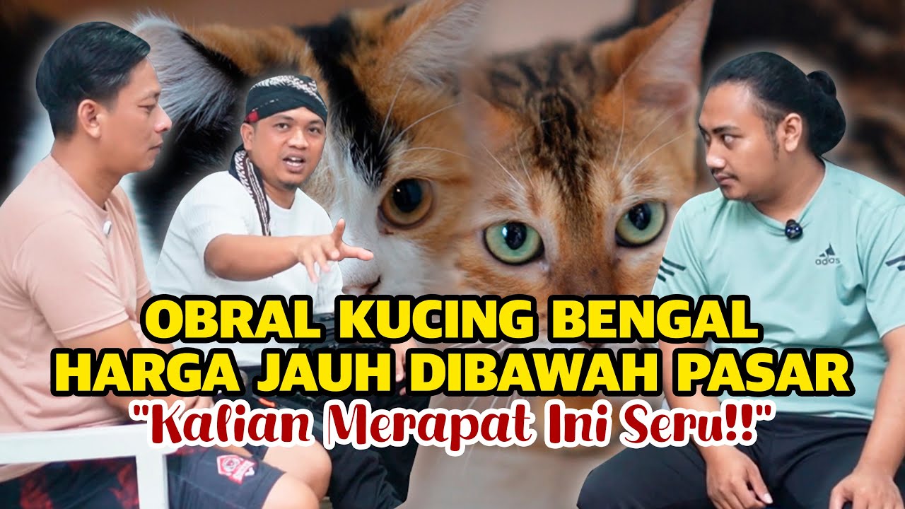HARI INI KITA BORONG KUCING BENGAL!! Obral Gila-gilaan, Harga di Bawah Pasar Banget!!!!