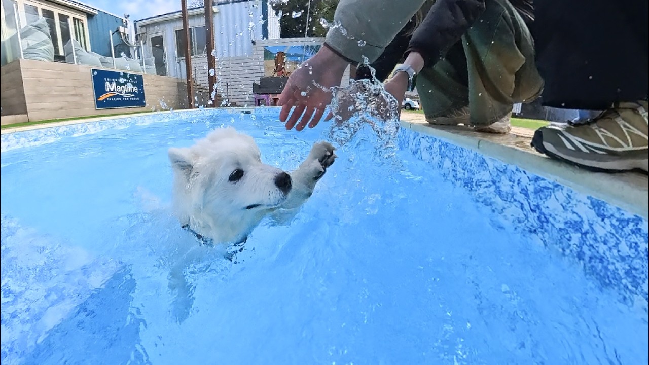 初めてのプールにテンションが上りすぎて落下してしまう4ヶ月子犬が天真爛漫すぎました…