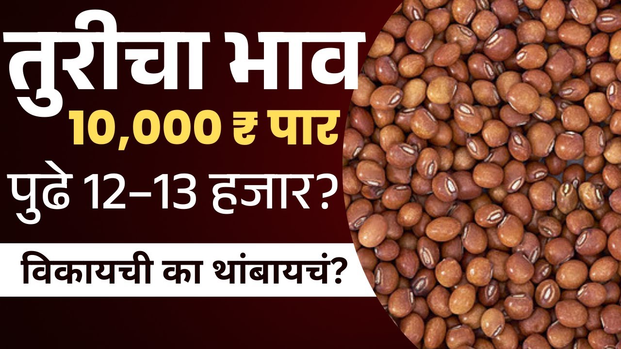 तुरीला 10,000 भाव! पुढचा टप्पा 12,000 की 14,000? विकायची का थांबायचं? | Tur Price Today |