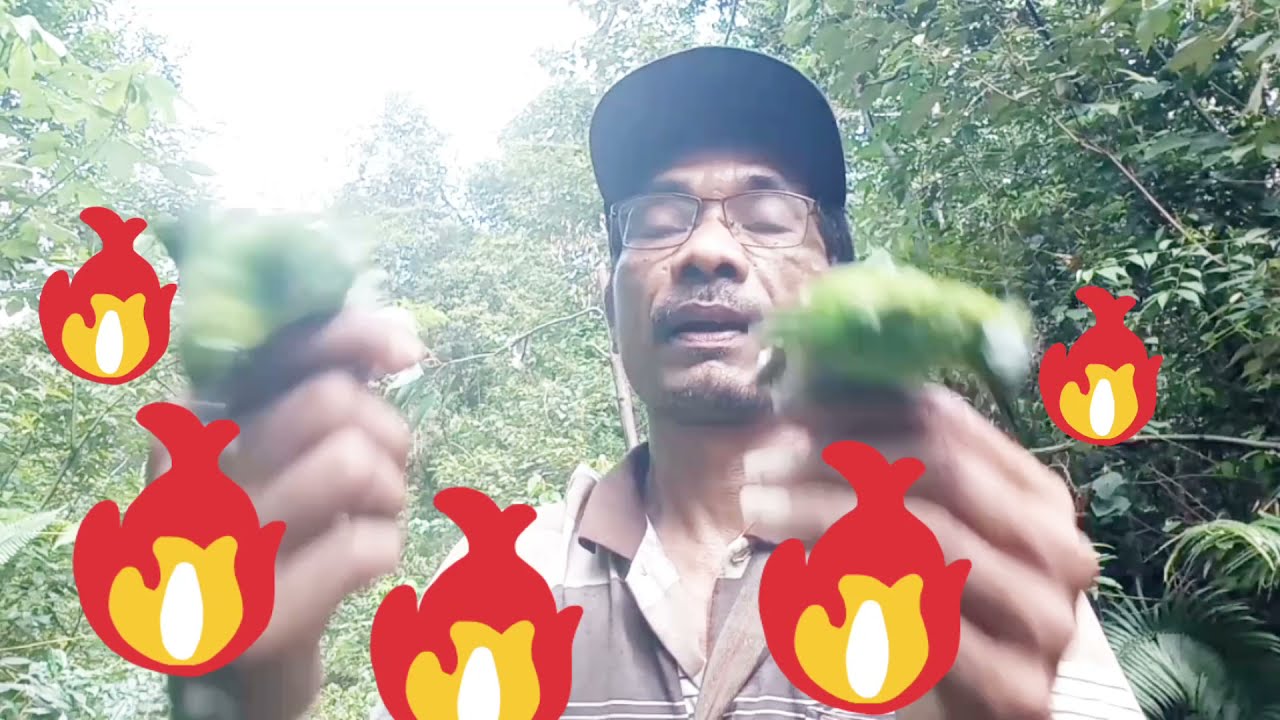 mikat cucak ijo tanpa pikat jos dan lengket pk mp3