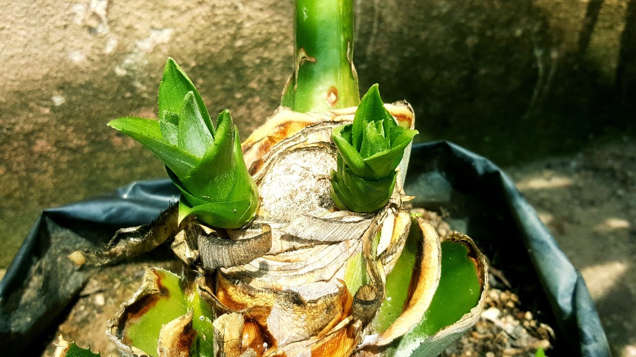 CARA MERAWAT POKOK NANAS SELEPAS BERBUAH