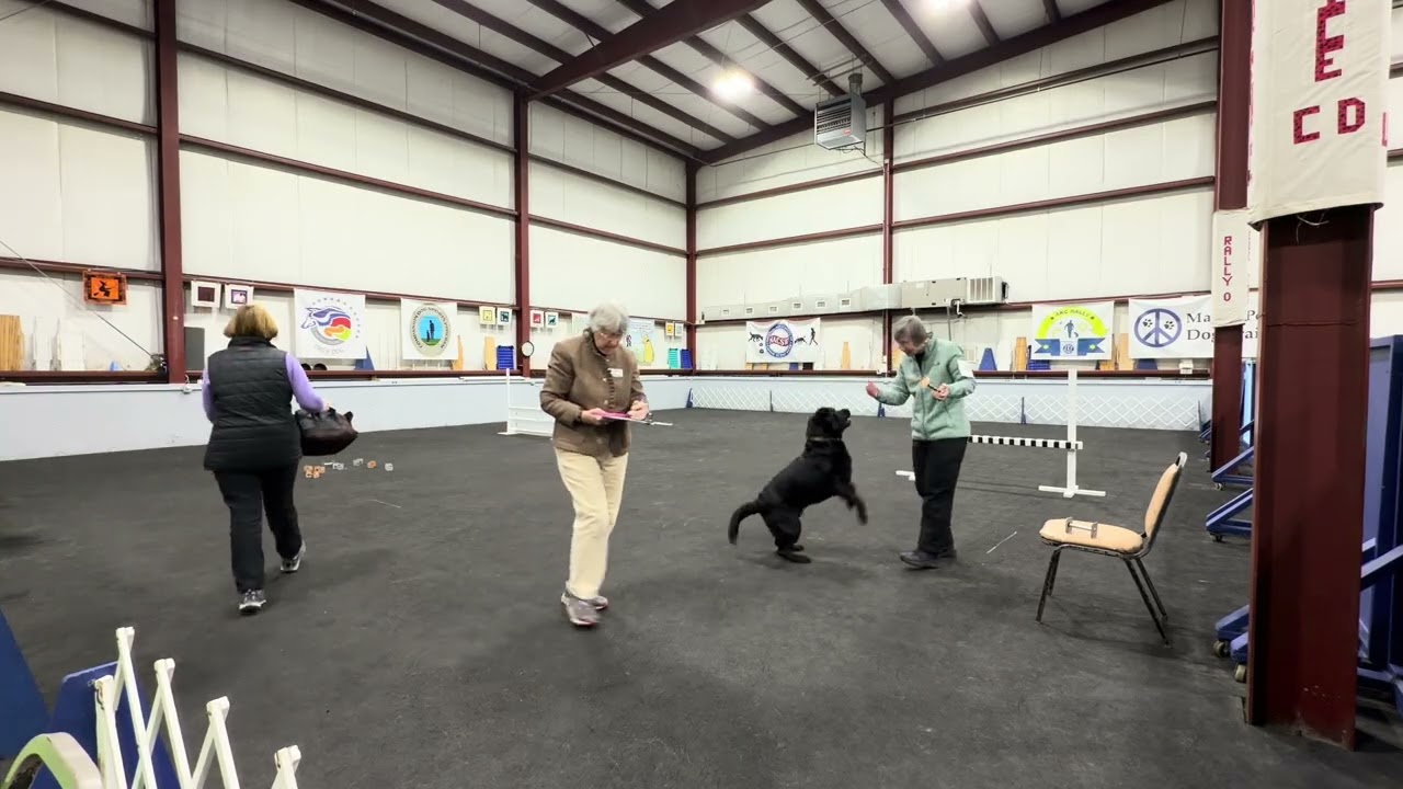 Ryder in Utility A Obedience Trial 1 - 2/7/26
