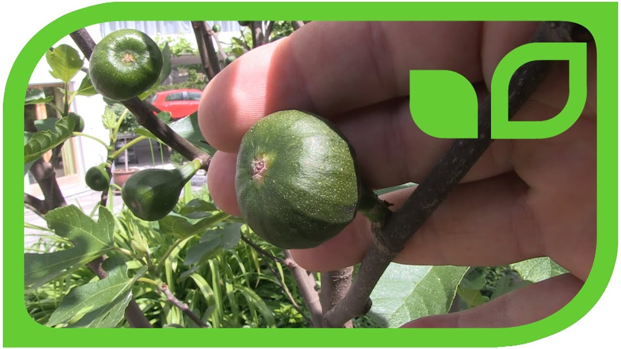 The Fig Gustissimo Perretta in the second year after freezing down