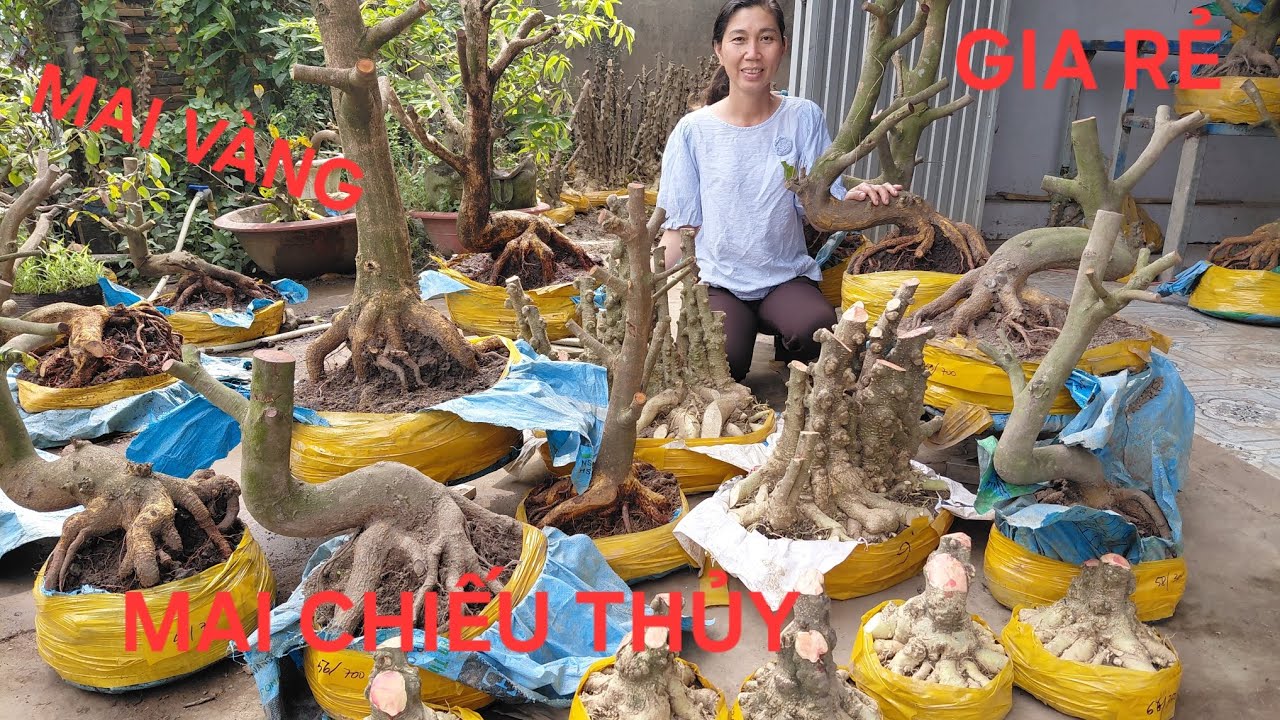 5/3, Truyền 0939046405, giao lưu mai vàng , mai chiếu thủy , giá rẻ